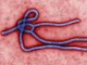 CDC – Ebola virus